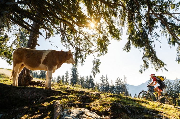 Eine Kuh steht unter einem Baum, daneben fährt ein Mann Fahrrad während seines Sommerurlaubs in Ruhpolding