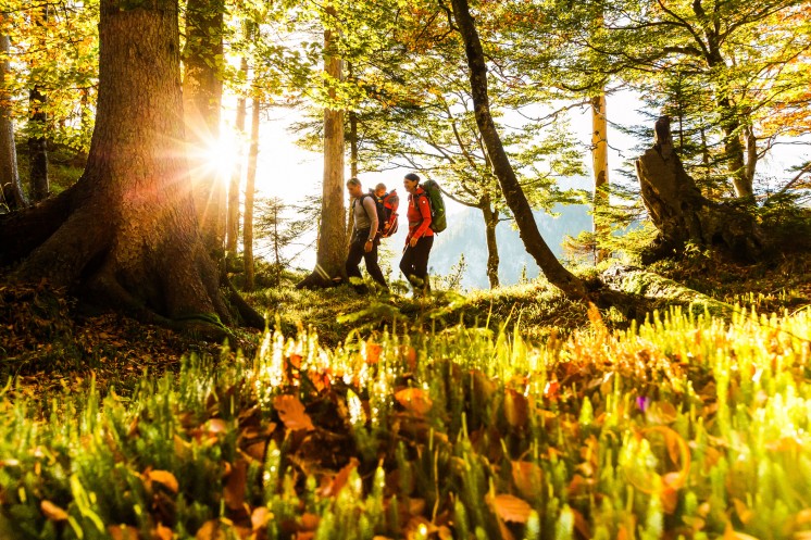 Eine Familien wandert während ihres Kurzurlaubs im Chiemgau durch den sonnigen Wald