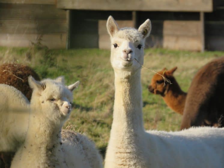 Alpacas in Ruhpolding
